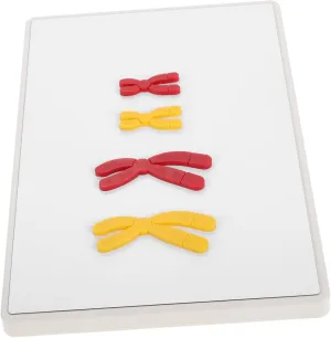 1set Change Display Model for Biology Teaching Magnetic Chromosomal Change Components for Middle School Easy to Assemble Clean and Store Hands Learning