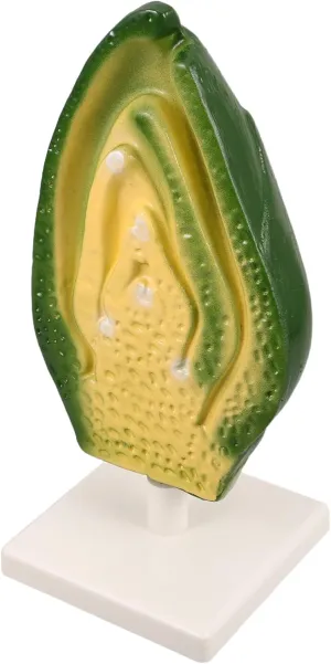 Early Science Education Plant Embryo Model Biology Classroom Aid Detailed Cell Anatomy Visualization