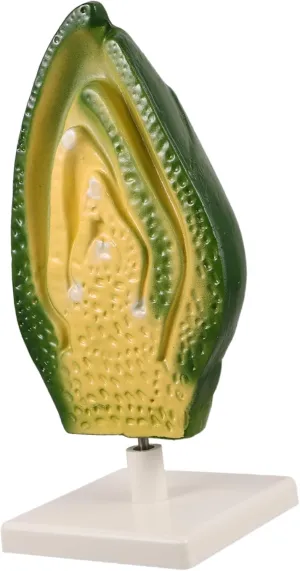 Embryo Model Biology Classroom Aid Experimental Models for Biology 3D Plant Cell Model Experimental Science and Educational Supplies Biology Teaching Science Plastic