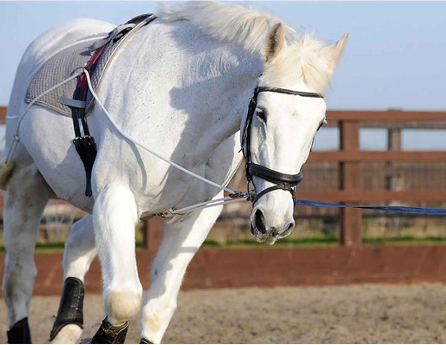 Ultimate Horse Lunging Training Aid System Lunge Equipment for Pony Cob Horse Draft Size