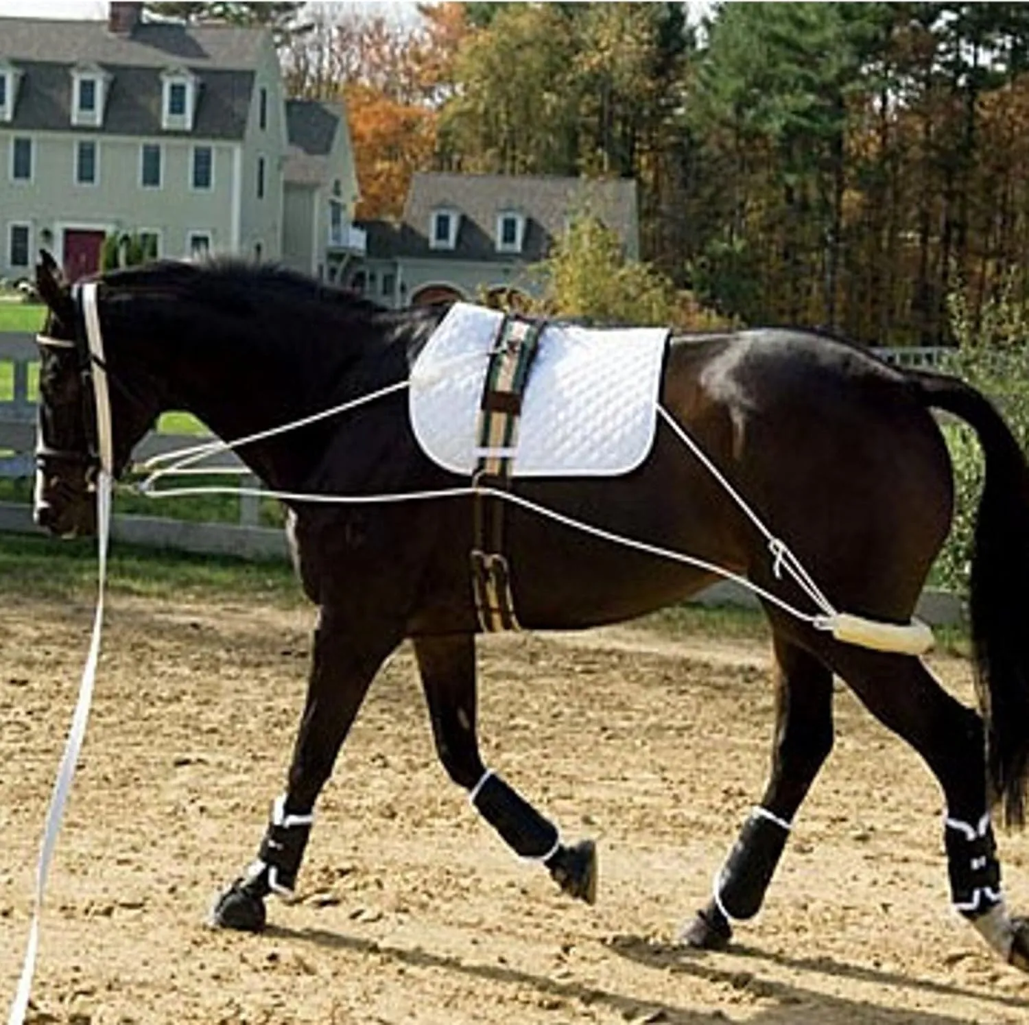 Ultimate Horse Lunging Training Aid System Lunge Equipment for Pony Cob Horse Draft Size