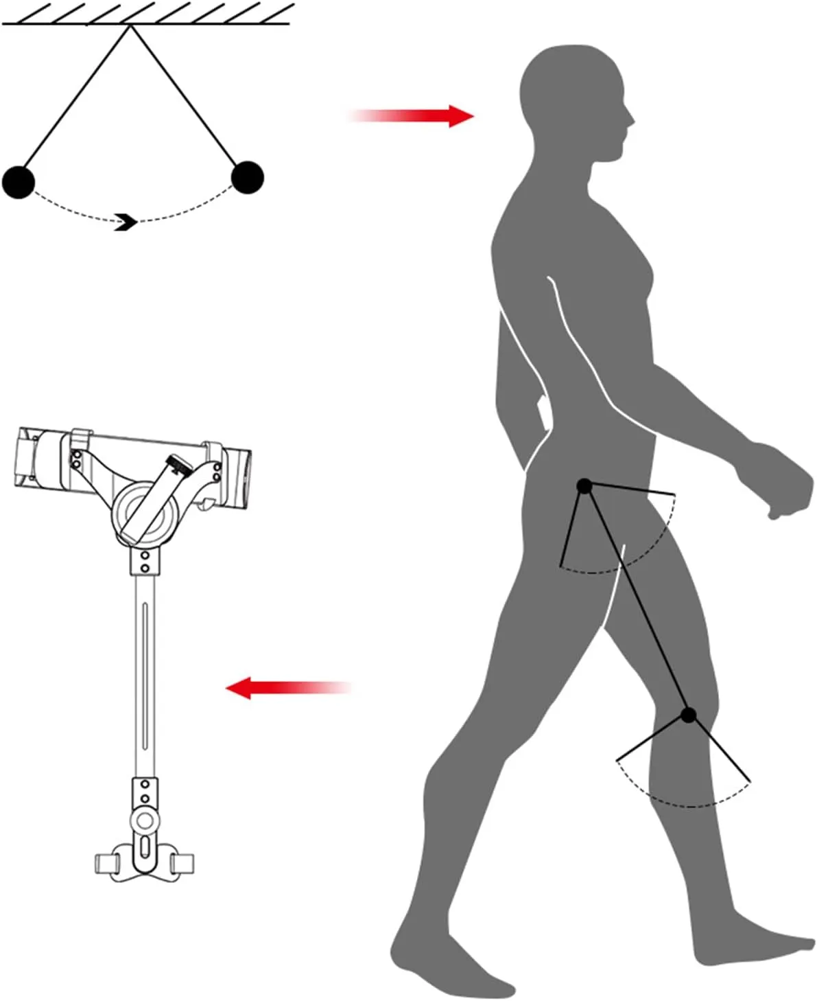 Walking Aids for Disabled People,Bionic Body Power Walking Aids – Lightweight Mobility Walking Aid for Elderly(Right,L)